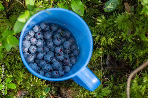 Blueberry picking season. Basket with ripe blueberries in the forest. A mug full of ripe juicy wild blueberries as a concept for picking summer berries in the forest