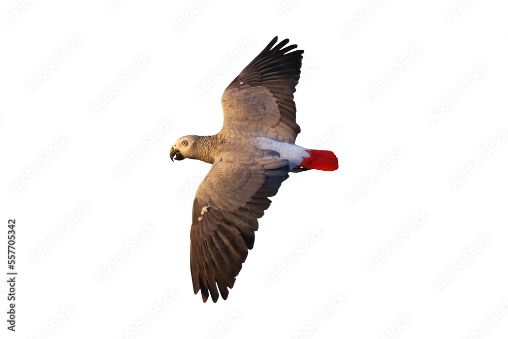 Obraz premium African gray parrot flying isolated on transparent background.