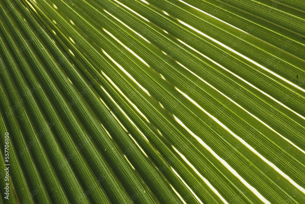 Fototapeta premium close up of palm leaf texture