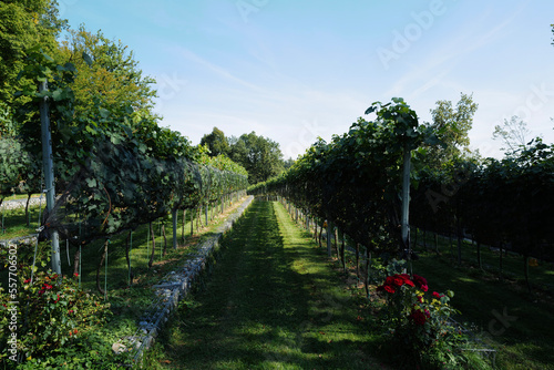 Grape vines growing in summer 