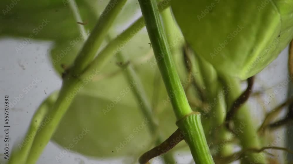 Moving roots in a water with white background Moving roots in a water with white background