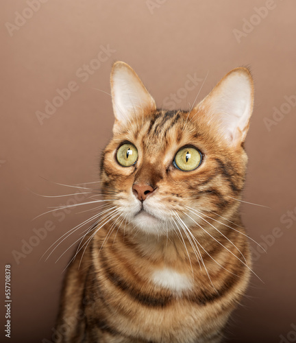 Fototapeta Naklejka Na Ścianę i Meble -  Funny muzzle of a Bengal cat on a brown background.