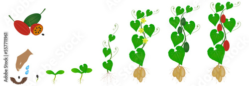 Cycle of growth of a tladianta dubious plant isolated on a white background. photo