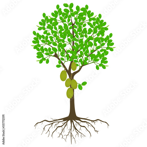 Jackfruit tree with fruits and roots on a white background.