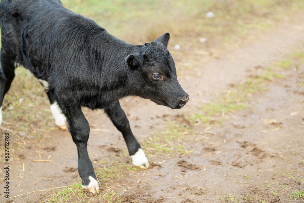 Fototapeta premium black calf with white spots on legs outdoors.