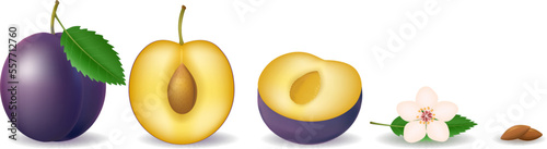 Plum parts realistic cartoon elements