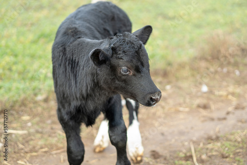 black calf with white spots on legs outdoors.