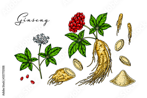 Set of hand drawn wild ginseng root with leaves and berries isolated on white background. Botanical vector illustration in sketch style for packaging, logo, scientific articles design