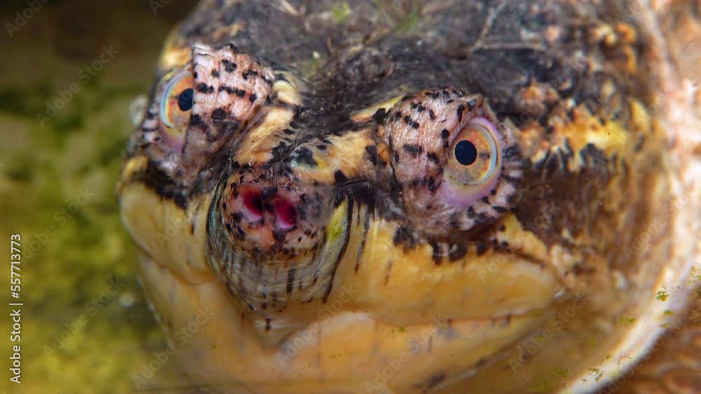Close-up, head Snapping Turtle (Chelydra serpentina), terrarium vídeo ...