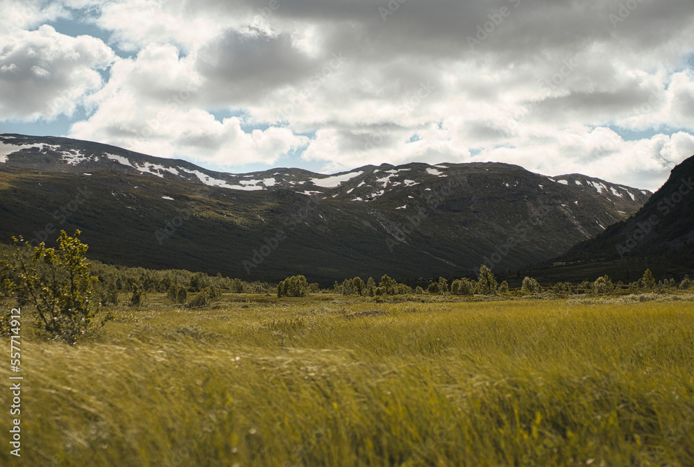 sumpfige grün gelbe Wiese mit Bergen und Schnee im Hintergrund in Norwegen