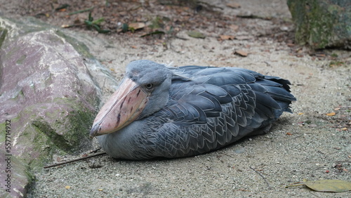 ハシビロコウ（学名：Balaeniceps rex）は、アフリカの湿地帯に生息する大型の鳥で、特徴的な大きな「靴のような」くちばしで知られています。このくちばしは厚くて重く、魚やカエルなどの獲物を狩る際に役立ちます。成鳥の体長は約120cmから150cmに達し、灰色の羽毛と威厳ある姿が特徴です。動きは非常にゆっくりで、獲物に狙いを定める際は動かずにじっとしていることが多いです。 photo