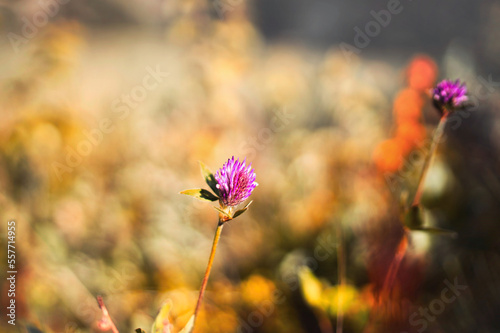 norwegischer rosa pinker Wiesenklee im Herbstlichen Stil