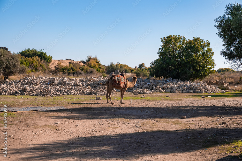 Side view of camel standing on land with clear blue sky in the background during sunny day at Side in Turkey