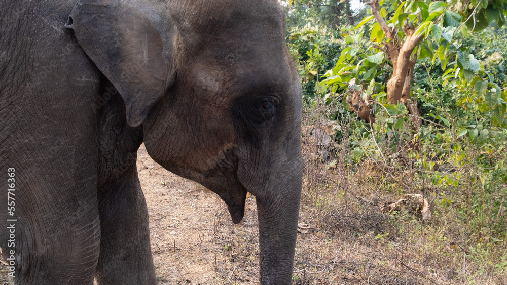 Fototapeta premium Elephants closeup