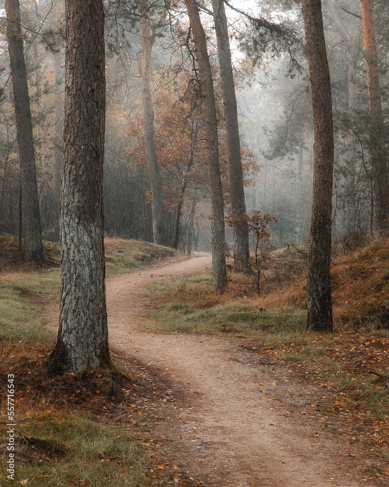 Naklejka premium path in the woods