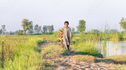 a young child is pulling his donkey and walking in the fields