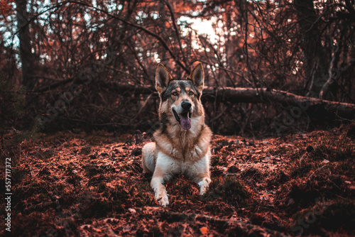 Tamaskan photo