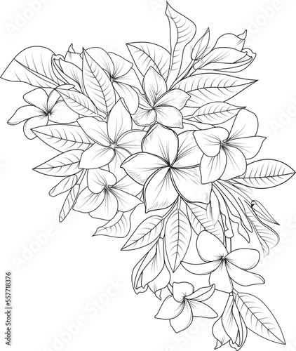 Sketch of outline frangipani flower coloring book hand drawn vector illustration artistically plumeria flower bouquet, engraved ink art blossom flowers isolated on white background clip art.