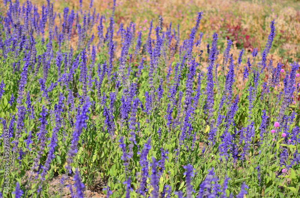 Obraz premium Close-up of Purple Lavender flower blooming scented fields. Bushes of lavender purple aromatic flowers at lavender fields. Sensitive focus