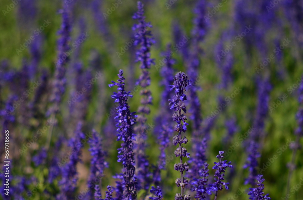 Close-up of Purple Lavender flower blooming scented fields. Bushes of lavender purple aromatic flowers at lavender fields. Sensitive focus Close-up of Purple Lavender flower blooming scented fields. Bushes of lavender purple aromatic flowers at lavender fields. Sensitive focus