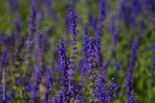 Close-up of Purple Lavender flower blooming scented fields. Bushes of lavender purple aromatic flowers at lavender fields. Sensitive focus