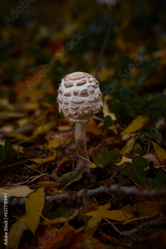 kleiner herbstlicher Safranschirmling Pilz
