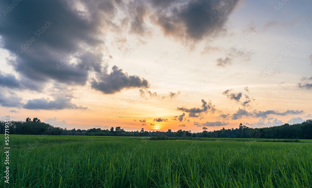 sunset over the rice field landscape with orange sunlight