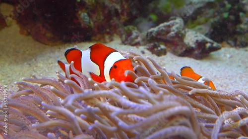 Clown fish, Anemonefish (Amphiprion ocellaris) swim among the tentacles of anemones, symbiosis of fish and anemones