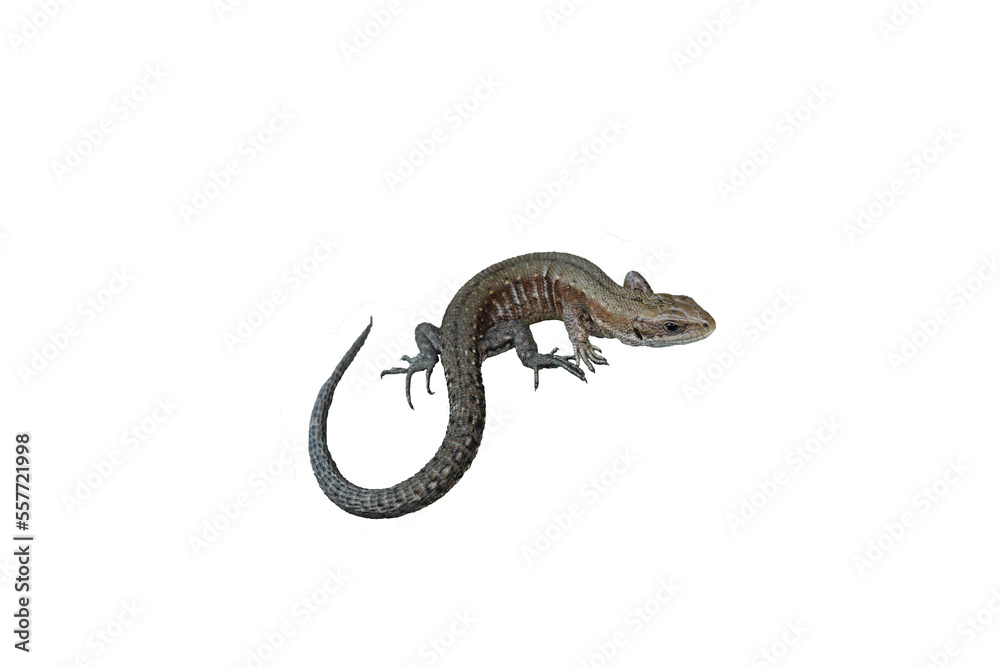 Junge Mooreidechse (Zootoca vivipara), freigestellt Junge Mooreidechse (Zootoca vivipara), freigestellt