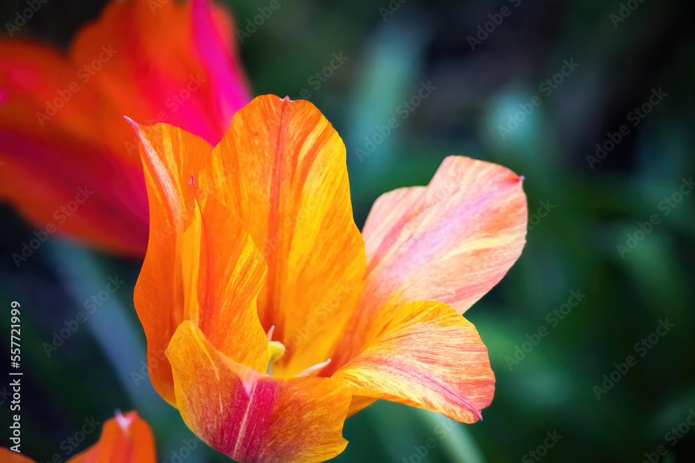 Orange tulip in a garden Orange tulip in a garden