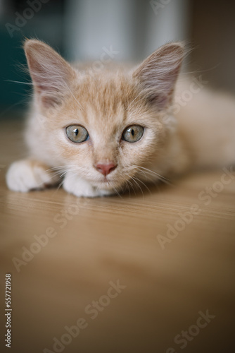 portrait of a cat © Ali