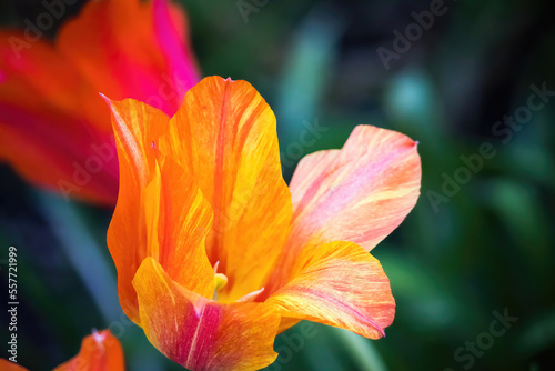 Orange tulip in a garden