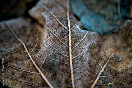 close up of a leaf, nacka, stockholm,sweden,sverige