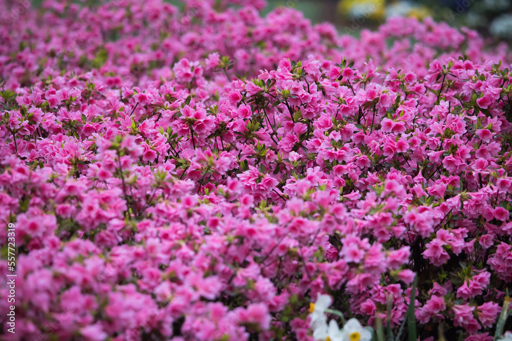 Pink Azalea bush in bloom Pink Azalea bush in bloom