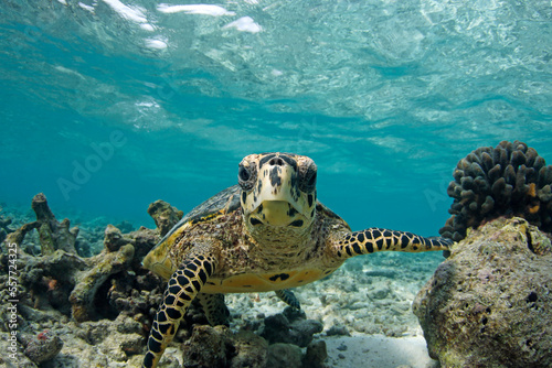 Foto Close Meeting with a Hawksbill Turtle (Eretmochelys imbricata)