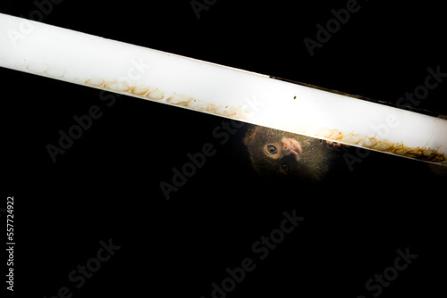 Pygmy marmoset (Cebuella pygmaea) sitting on a branch in its habitat