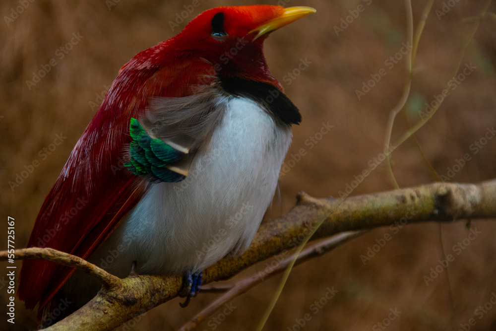 King bird-of-paradise (Cicinnurus regius) in Papua New Guinea