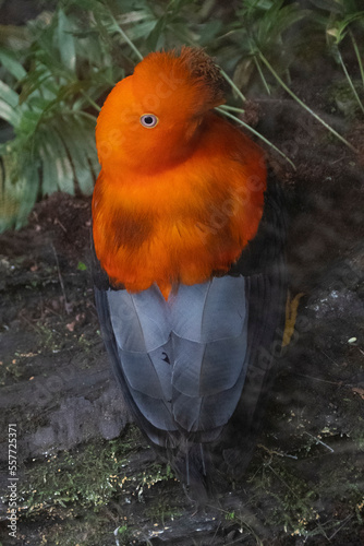 Rupicola rupicola A beautiful orange crest photo