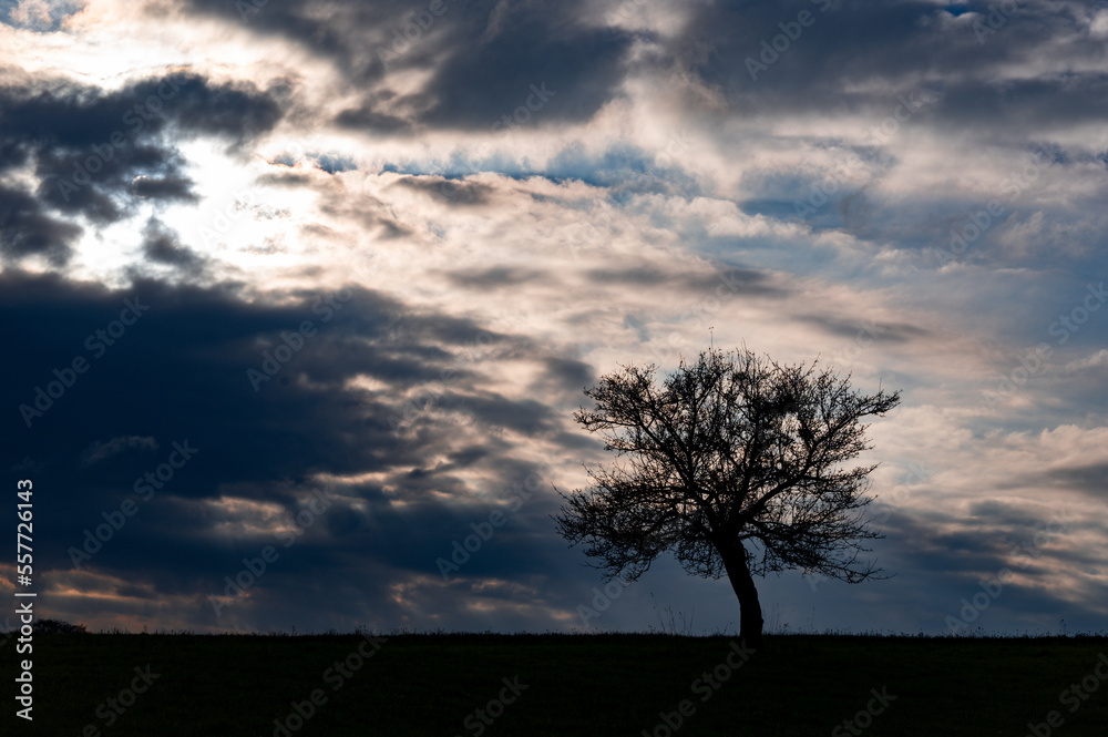 A tree under clouds A tree under clouds