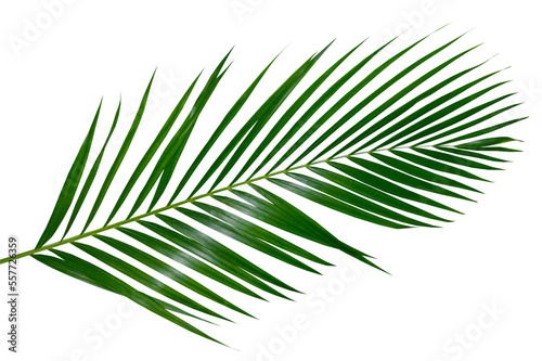 palm leaf, palm, coconut leaf, green leaf, isolated, leaves vine, tropical, tropic, green, green leaves, leaf png, png, alpha channel, background, branch, bunch, climbing, clipping, clipping path, clo