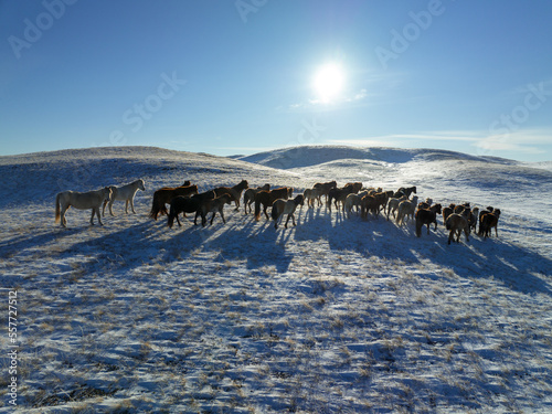A herd of horses on winter pasture of Kazakh Uplands. Aerial top view.