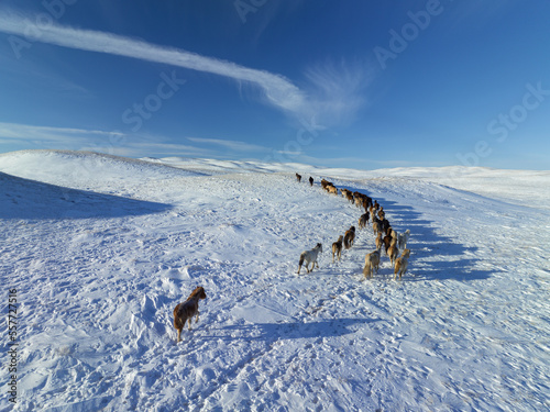 A herd of horses moving through the snow-covered Kazakh Uplands. Aerial top view.