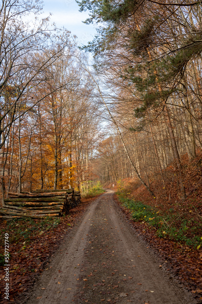 A dirt road through a forest in autumn