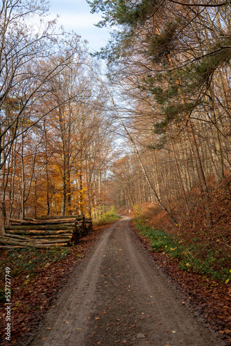 A dirt road through a forest in autumn