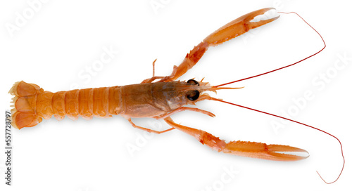 Langoustine, raw scampo, cut out top view 