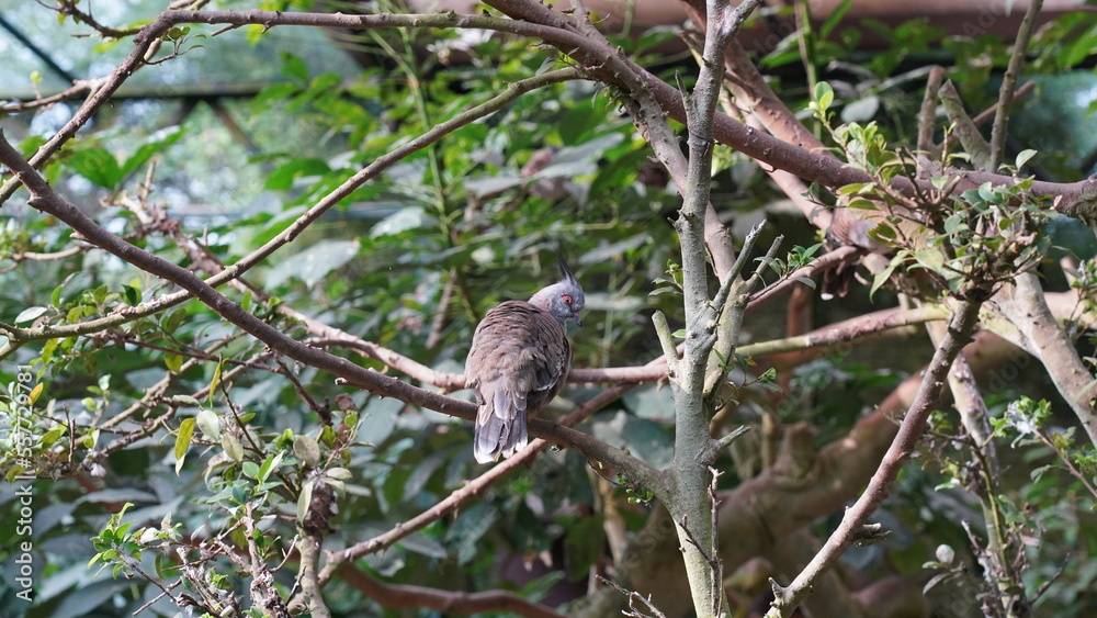 The Crested Pigeon (Ocyphaps lophotes) is a species of bird native to Australia. It's a member of the Columbidae family, which includes doves and pigeons.|冠鳩 The Crested Pigeon (Ocyphaps lophotes) is a species of bird native to Australia. It's a member of the Columbidae family, which includes doves and pigeons.|冠鳩