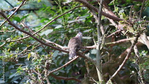 The Crested Quail-Dove (Geotrygon versicolor) is a species of bird in the family Columbidae, which includes doves and pigeons. This particular dove species is known for its distinctive appearance photo