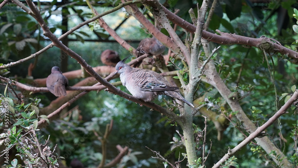 Crested Pigeon|Ocyphaps lophotes|冠鳩|澳洲冠鳩 Crested Pigeon|Ocyphaps lophotes|冠鳩|澳洲冠鳩