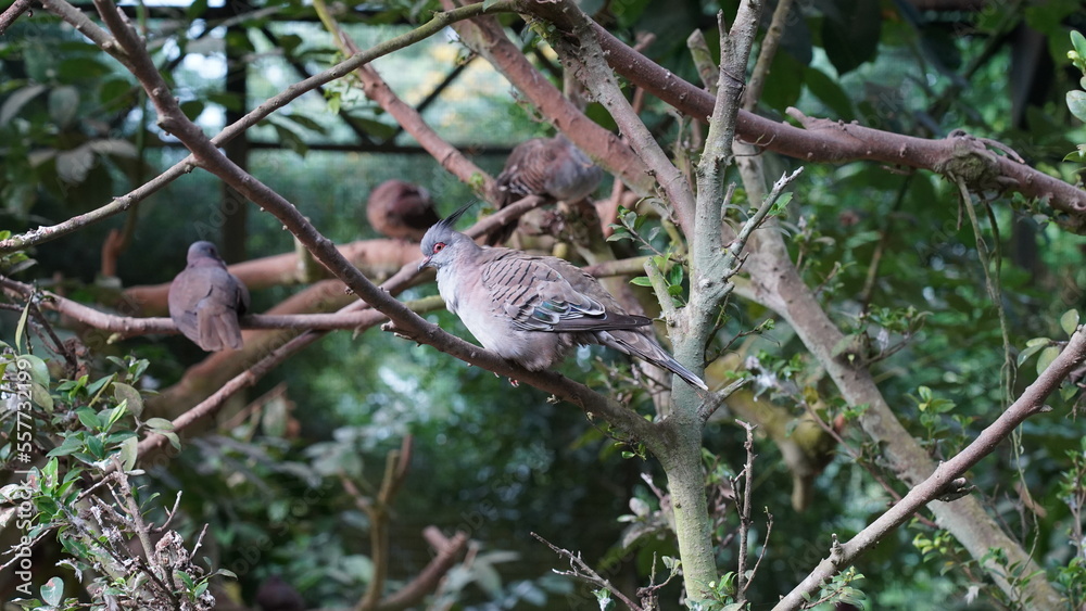 Crested Pigeon|Ocyphaps lophotes|冠鳩|澳洲冠鳩