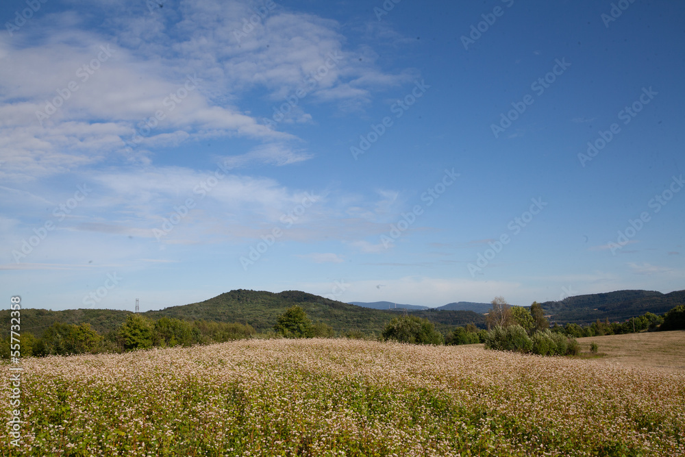 Obraz premium beauty of the flower field in the mountains. countryside in the field. Zeta Meadow 